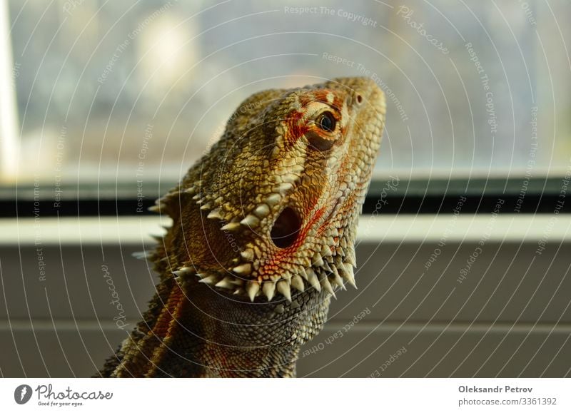 Schöne bärtige Agama schaut in Nahaufnahme ins Fenster Haut Natur Tier wild braun grün Farbe Tierwelt Reptil Hintergrund Lizard Auge farbenfroh schließen