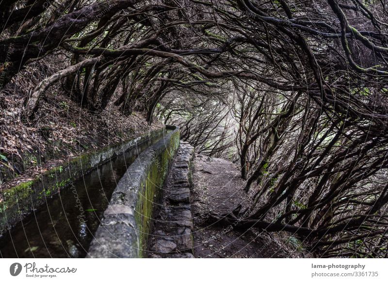 Levada - Wilder Weg Wege & Pfade zugewuchert wild Äste und Zweige Baum Kanal Madeira Wanderung Wasser Wasserversorgung mystisch Märchenwald Reise Tourismus