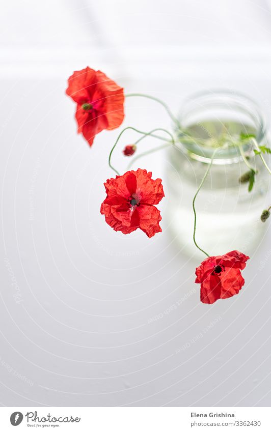 Roter Mohn in einer schlichten Glasvase. Blumenstillleben. Sommer Pflanze Blüte Blumenstrauß Wasser ästhetisch dünn einfach elegant hell rot Farbfoto