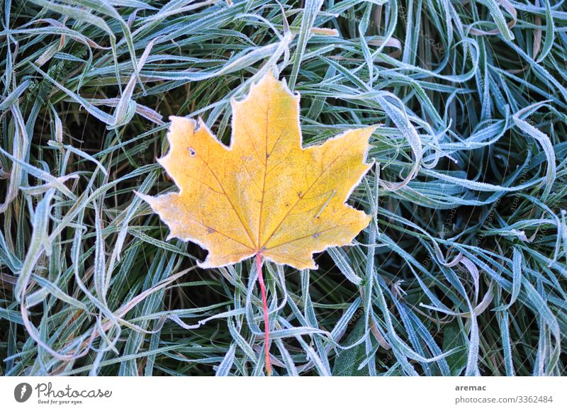 Blatt auf Eis Natur Pflanze Winter Frost Gras kalt gelb grün Farbfoto Gedeckte Farben Außenaufnahme Menschenleer Tag Starke Tiefenschärfe