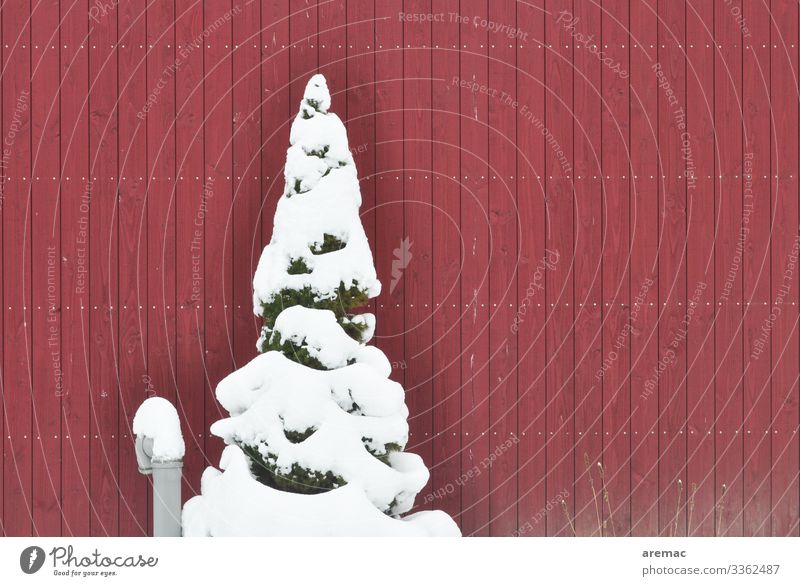 Tanne mit Schnee vor einer roten Wand - ein lizenzfreies Stock Foto von  Photocase