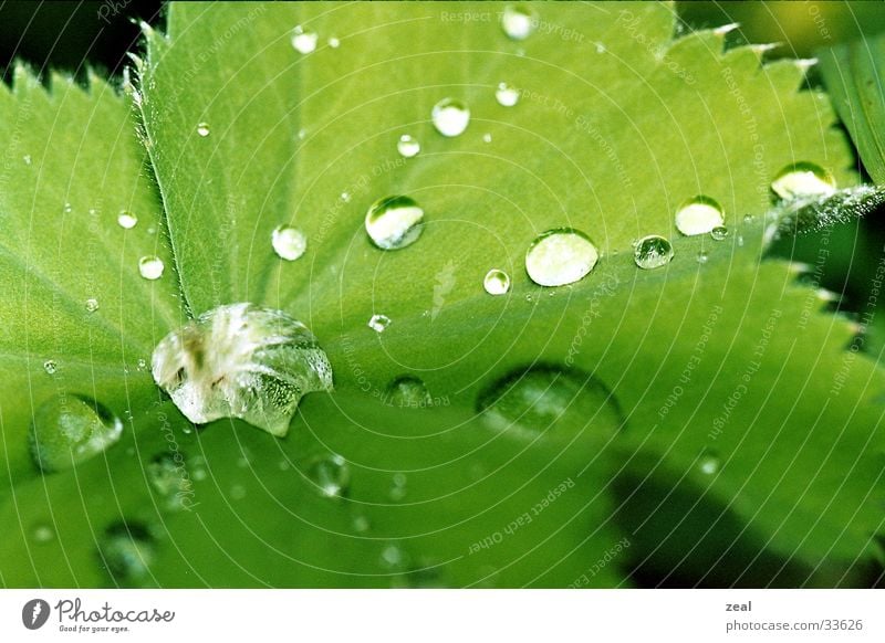 dro&#112;s Blatt grün Wassertropfen Makroaufnahme