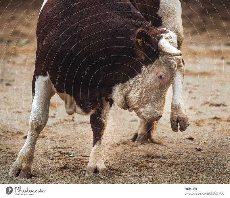 Stier auf 3 Beinen Stierkampf bein Huf Sand Wende abgebremst menschenleer nutztier Tier Außenaufnahme