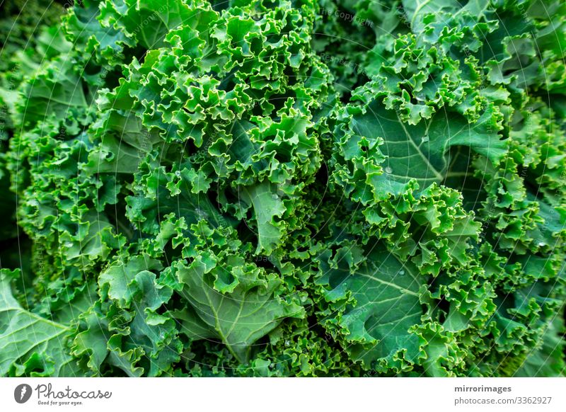 Nahaufnahme eines Straußes frischer, gesunder Grünkohl-Blätter Lebensmittel Gemüse Mittagessen Abendessen Lifestyle schön Gesundheit Gesunde Ernährung Fitness