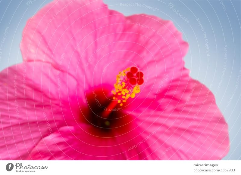 einfache rosa-rote Hibiskusblüte geöffnete Blüte exotisch schön Sommer Garten Muttertag Natur Pflanze Blume Liebe frisch hell blau Farbe Hintergrund