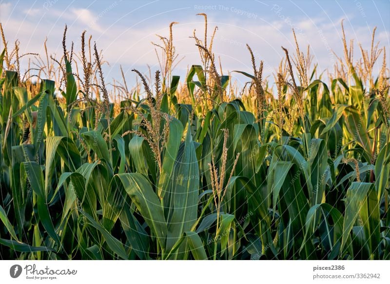 Corn field in front of blue sky and clouds Sommer Natur springen gelb agricultural agriculture autumn Hintergrundbild beauty bread bright cereal close color