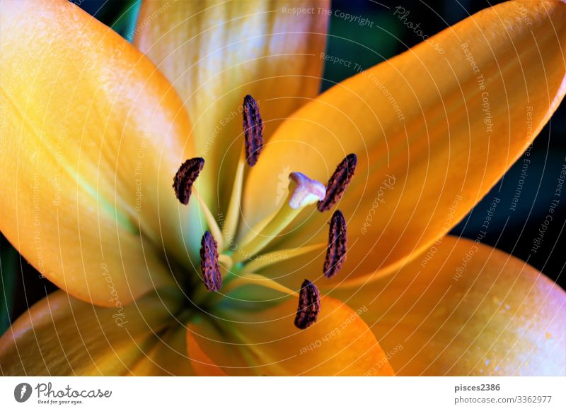 Close Up Of Orange Lily Blossom Ein Lizenzfreies Stock Foto Von Photocase