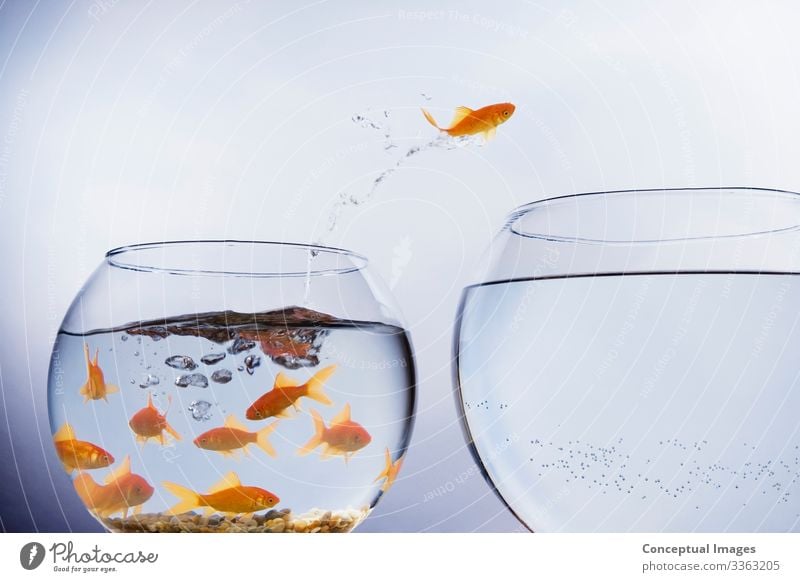 Goldfische springen aus überfüllten Becken Freiheit Umzug (Wohnungswechsel) Tier Haustier einzigartig Beginn Idee Tiermotive Ankunft Wandel & Veränderung