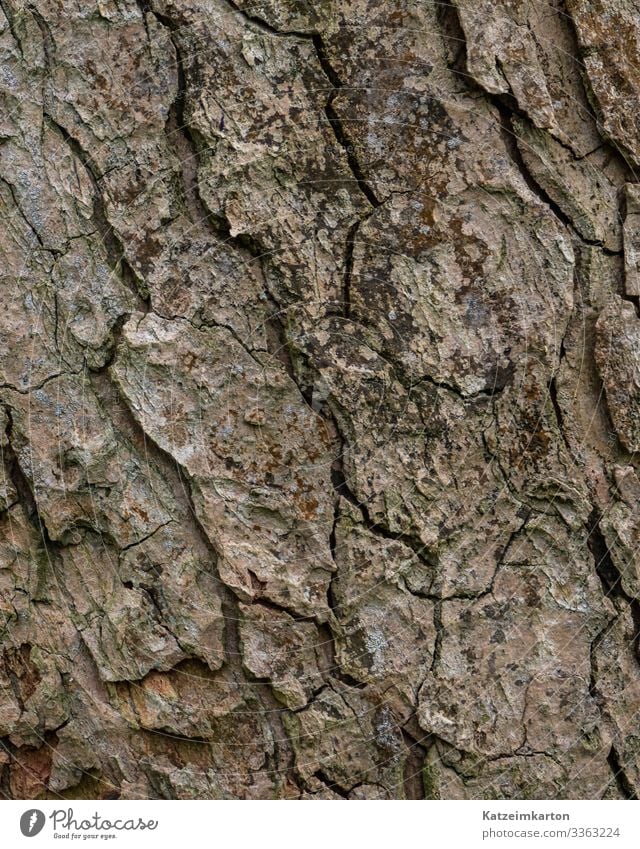 Rinde Umwelt Natur Tier Herbst Pflanze Baum Garten Park Wiese Wald Holz alt natürlich trocken Riss Baumrinde Haut Hintergrundbild Farbfoto Außenaufnahme