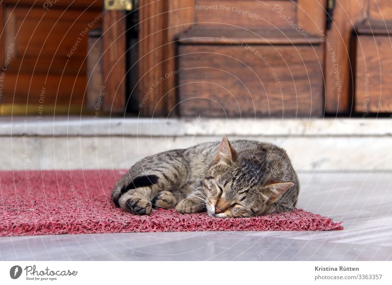 sleepy kitty Tür Fußmatte Tier Katze 1 schlafen ruhig Straßenkatze Herumtreiben freilebend Außenaufnahme Istanbul Türkei Moschee Türschwelle Eingang Erholung