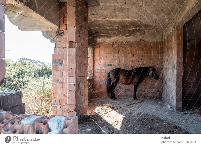 Ein verwahrlostes Pferd in einer Ruine guckt apathisch an die Wand pferd angebunden tierhaltung ruine verlassen ausgebeutet horse natur ausgenutzt bauernhof