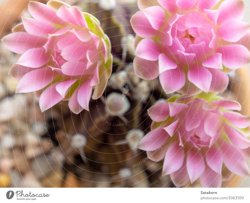 Rosa zarte Blütenblätter der Gymnocalycium-Kaktusblüte Garten Dekoration & Verzierung Natur Blume frisch natürlich rosa Farbe rosa Blumen Sukkulenten Kakteen