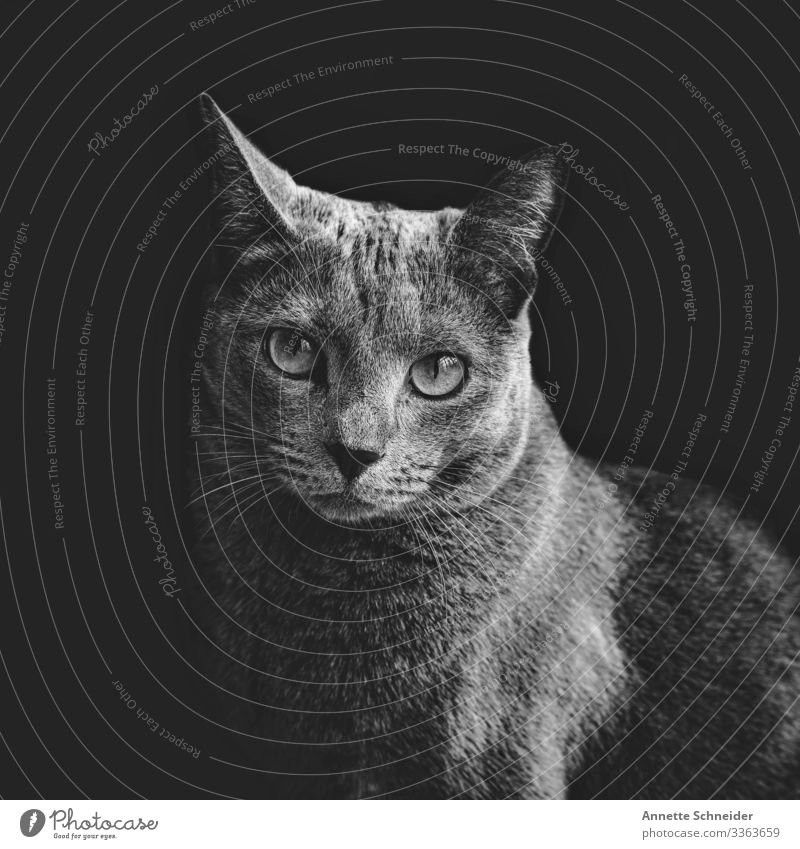 Katze Russisch blau elegant Tier Haustier 1 Armut ästhetisch Zufriedenheit Schwarzweißfoto Innenaufnahme Hintergrund neutral Tierporträt Blick in die Kamera