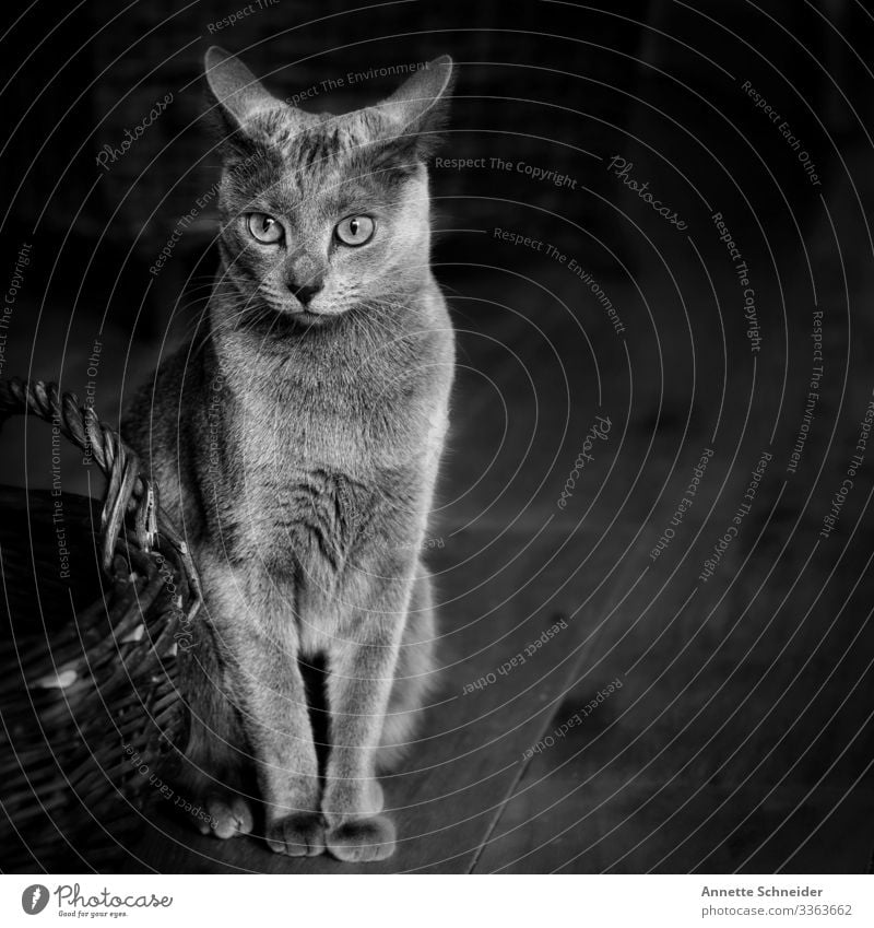 Katze Russisch blau Tier Haustier 1 Lebensfreude Mut Schwarzweißfoto Innenaufnahme Hintergrund neutral Tierporträt Blick nach vorn
