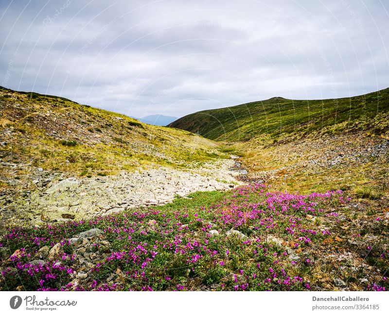 alpine Wiesenlandschaft mit Wolken Berge u. Gebirge Landschaft Natur Panorama (Aussicht) Tourismus Ferien & Urlaub & Reisen Yukon Kanada Blumen Außenaufnahme