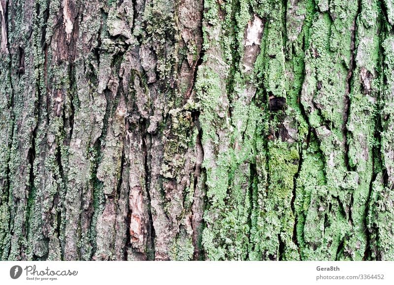 Holzuntergrund Ahornbaumstamm mit grünem Moos Natur Pflanze Herbst Klima Baum Park Wald natürlich braun grau Hintergrund Rinde blanko detailliert