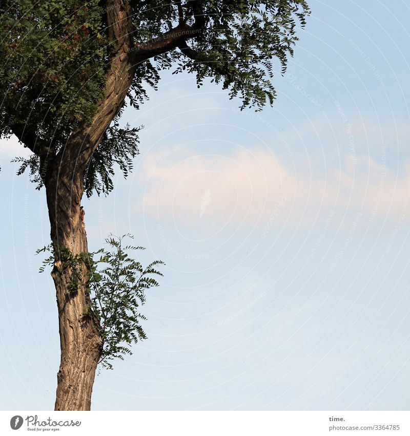 Nachwuchs baum holz himmel äste zweige natur kommunikation baumstamm wachsen netzwerk struktur urwüchsig hoch sonnenlicht blätter blatt vegetation jahreszeit