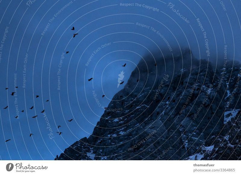Gipfel im Nebel mit Bergdolen Abenteuer Ferne Winter Berge u. Gebirge Natur Landschaft Himmel Nachthimmel schlechtes Wetter Schnee Alpen Vogel Krähe Alpenkrähe