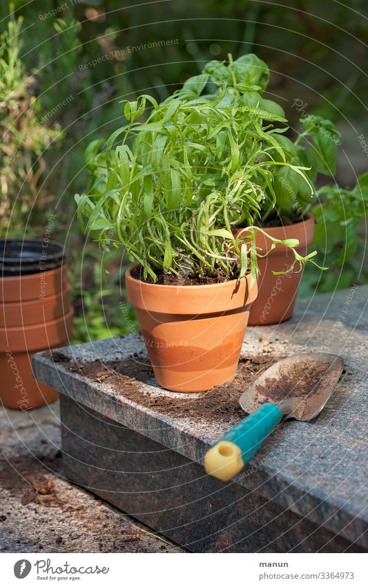Frisches gesundes Grün im Tontopf, das später in der Küche in einer biogesunden Ernährung Verwendung findet Gartenarbeit Pflanzzeit Pflanze Kräutergarten