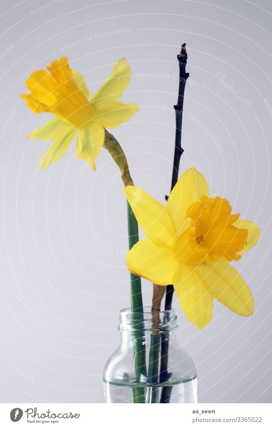 Osterglocken Dekoration & Verzierung Muttertag Ostern Frühling Pflanze Blume Blüte Narzissen Gelbe Narzisse Zweig Blumenstrauß Glas Wasser Blühend leuchten