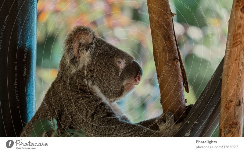Koala Umwelt Natur Tier Klimawandel Urwald Australien Australien + Ozeanien Wildtier Tiergesicht 1 hocken schlafen Queensland Krallen Klettern Erholung Fell