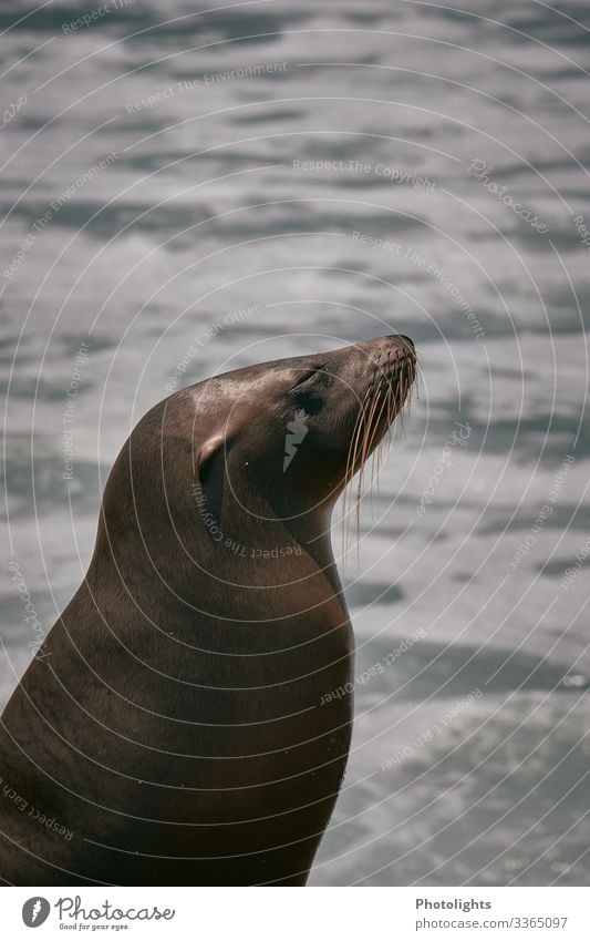 Seehund - Sonnenanbeter Natur Tier Wasser Sommer Wellen Meer Pazifik Wildtier Tiergesicht 1 Schwimmen & Baden genießen schlafen träumen glänzend nass wild braun