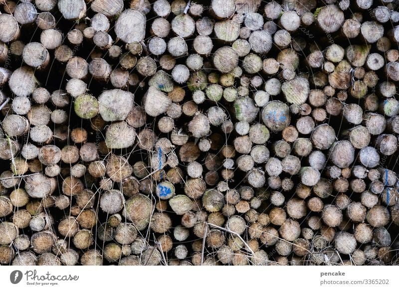 da ist doch der wurm drin! Holz Wald Holzstapel Vorrat Brennholz Forstwirtschaft Brennstoff Umwelt Energie Strukturen & Formen Stapel Baumstamm Totholz