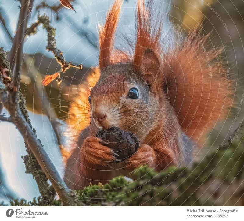 Eichhörnchen mit Nuss in den Pfoten Natur Tier Himmel Sonne Sonnenlicht Schönes Wetter Baum Zweige u. Äste Wildtier Tiergesicht Fell Krallen Kopf Ohr Auge Nase