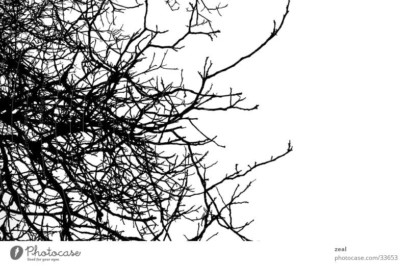::.. äste - thik ..:: Baum Winter verwurzelt Ast Kontrast Landschaft Natur Wurzel root