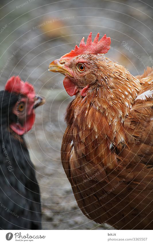Zwei glückliche Hühner mit braunem und schwarzem Gefieder mit geringer Tiefenschärfe, in Freilandhaltung, stehen sich gegenüber und schauen sich im Stall um.