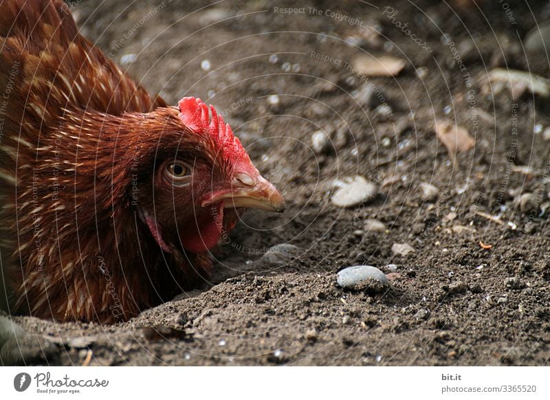 Müdes, braunes Huhn in Bodenhaltung, liegt am Boden in der Erde und schaut in die Natur, mit halb geschlossenen Augen und traurigem Blick. Lebensmittel