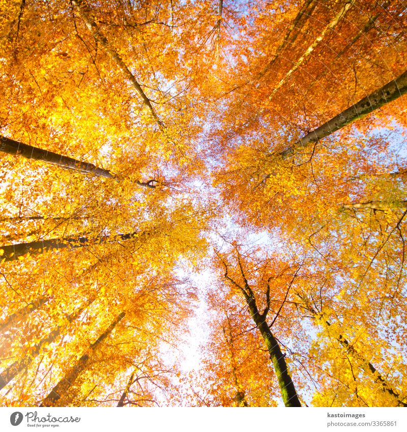 Bäume im Herbst. schön Sonne Dekoration & Verzierung Umwelt Natur Landschaft Pflanze Himmel Baum Blatt Park Wald hell natürlich blau gelb gold rot Farbe fallen
