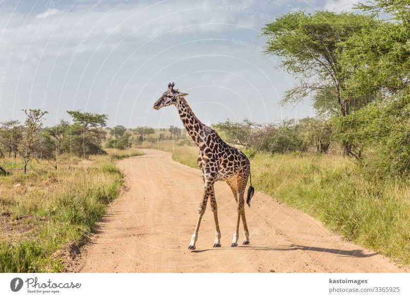 Einzelgänger-Giraffe im Amboseli-Nationalpark, Kenia. schön Ferien & Urlaub & Reisen Tourismus Safari Kultur Natur Landschaft Tier Gras Park stehen hell lang