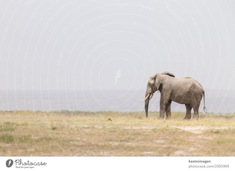 Herde von wilden Elefanten im Amboseli-Nationalpark, Kenia. Safari Sommer Mutter Erwachsene Menschengruppe Umwelt Natur Landschaft Tier Park groß hoch Kraft
