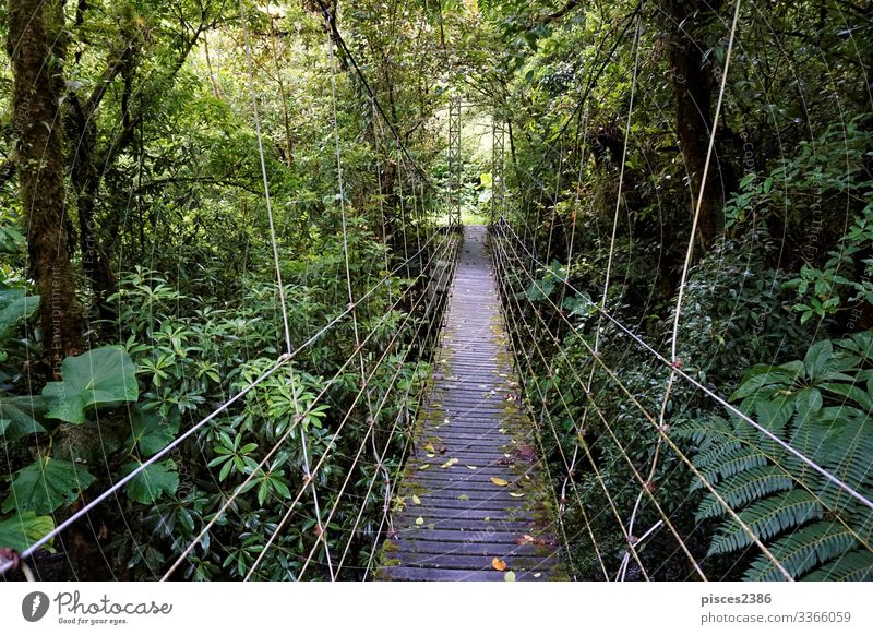 Bridge through Juan Castro Blanco National Park Ferien & Urlaub & Reisen Ferne Natur Abenteuer Tourist tree tropic vacations tropical scenic Feldrand forest
