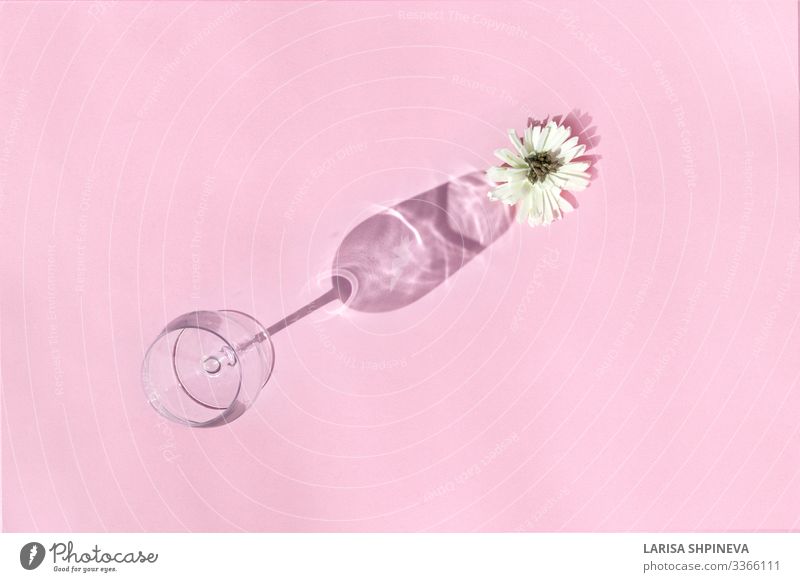 Leeres Weinglas mit Blume auf Schatten auf rosa Hintergrund Getränk Alkohol Reichtum Design schön Leben Dekoration & Verzierung Feste & Feiern Kunst Herbst Mode