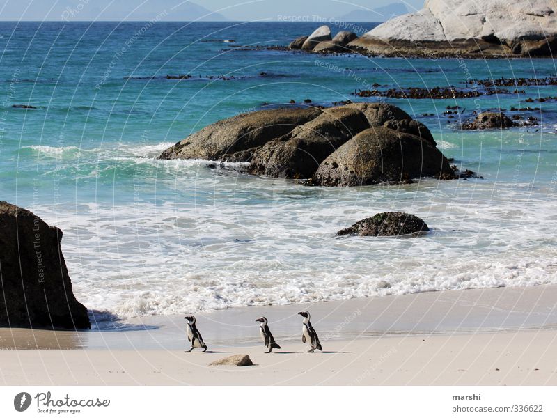 Familienausflug an den Strand Natur Landschaft Pflanze Tier Sonne Sommer Herbst Wetter Schönes Wetter Wellen Küste Meer 3 Tiergruppe gehen Pinguin
