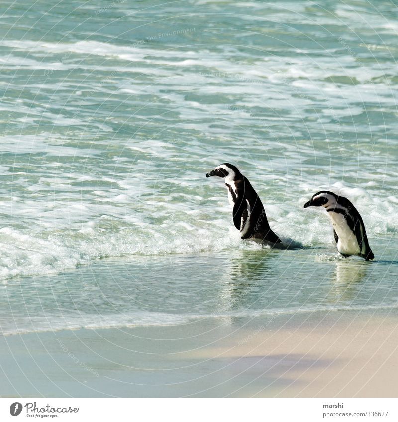 Chillen am Meer Natur Landschaft Pflanze Tier Sonne Sommer Herbst Schönes Wetter Wärme 2 Tierpaar blau Pinguin watscheln Paar Südafrika boulders Beach Wellen