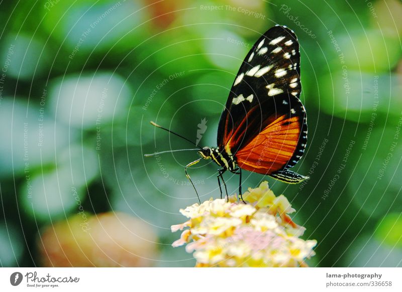 Naschzeit Sommer Blume Blüte Schmetterling Tiger-Passionsfalter Heliconius ismenius 1 Tier Essen fliegen Nektar Nahrungssuche filigran Farbfoto Außenaufnahme