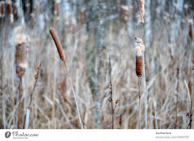 Rohrkolben im Moor Landschaft Pflanze Winter Gras Rohrkolbengewächse stehen Wachstum hell Klima Natur Umwelt Farbfoto Gedeckte Farben Außenaufnahme