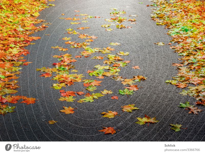 Buntes Herbstlaub der Platane auf Straße aus Asphalt im weichen Gegenlicht Landschaft Garten Park braun mehrfarbig gelb grau grün rot schwarz Jahreszeiten Blatt