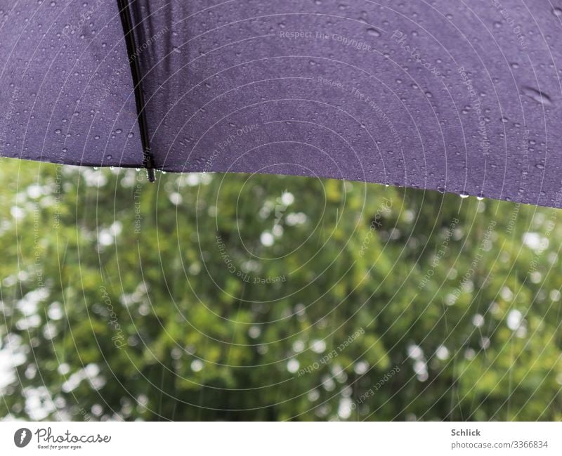 Regenwetter Urelemente Klima Wetter schlechtes Wetter Baum Regenschirm nass grau grün weiß Wasser Flüssigkeit Wassertropfen Textilien Schutz Schirm Unschärfe