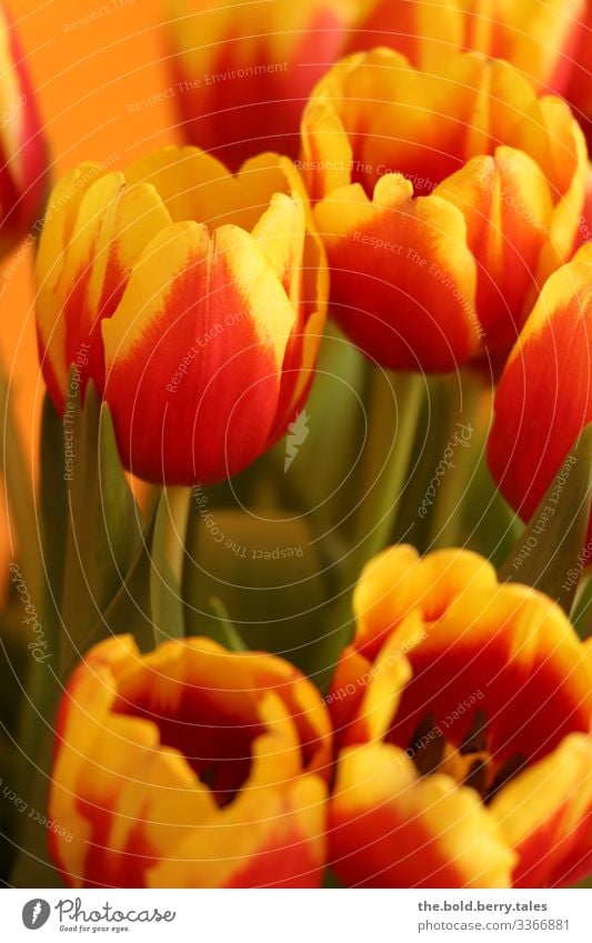 Tulpen gelb-rot Pflanze Blume Blüte Freundlichkeit Fröhlichkeit frisch hell schön natürlich positiv grün Freude Lebensfreude Frühlingsgefühle Optimismus Farbe