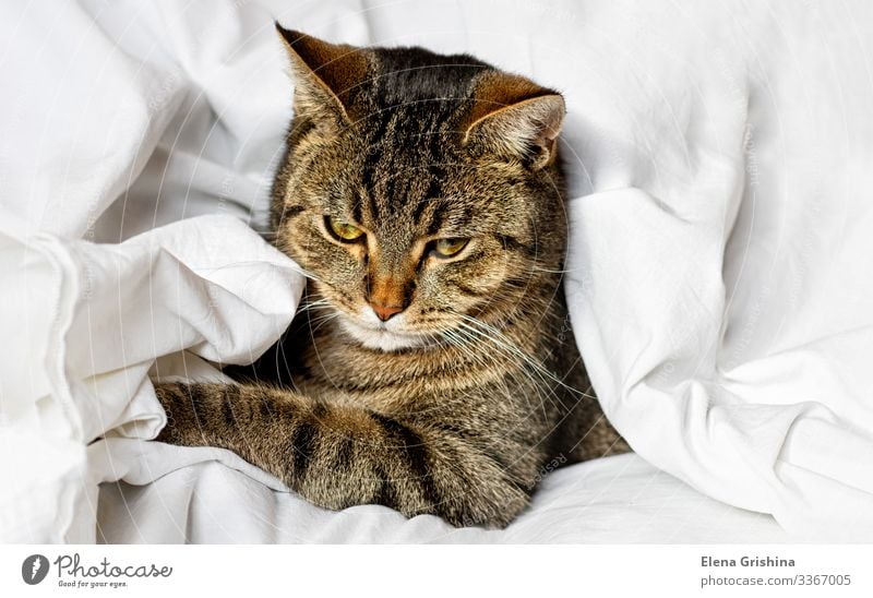 Tabby-Katze schläft auf einem weißen Bettlaken. Selektiver Fokus. Lifestyle schön ruhig Winter Haus Tier Stoff Haustier schlafen träumen lustig braun