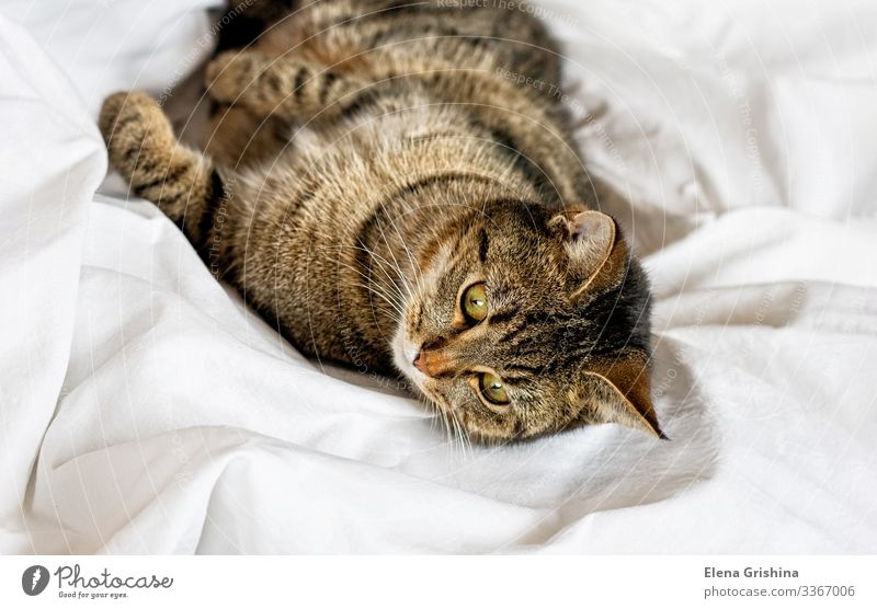 Tabby-Katze liegt auf einem weißen Bettlaken. Selektiver Fokus. Lifestyle Erholung ruhig Haus Tier Stoff Haustier Tiergesicht Pfote schlafen lustig braun