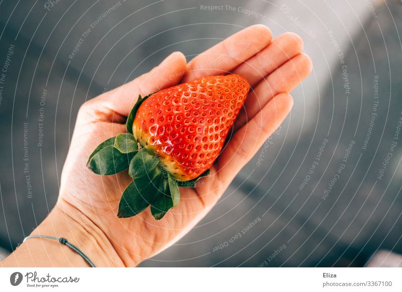 Ein Mensch, der eine große gepflückte große Erdbeere in der Hand hält im Sonnenlicht lecker haltend Erdbeeren rot Gesunde Ernährung Frucht Gesundheit