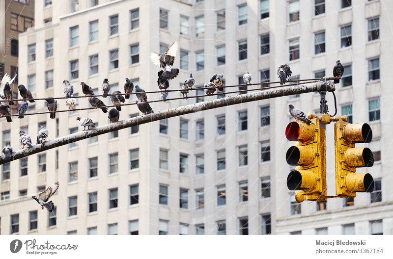 Ampelposten mit Tauben in New York City. Tier Hochhaus Gebäude Mauer Wand Straße Wildtier Vogel Tiergruppe Schwarm gelb Surrealismus New York State Großstadt