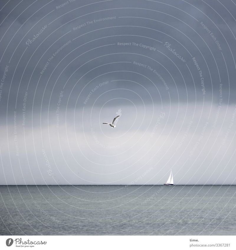 still ist die See Ferien & Urlaub & Reisen Natur Wasser Himmel Wolken Gewitterwolken Horizont Ostsee Meer Schifffahrt Segelboot Tier Vogel Möwe 1 dunkel maritim