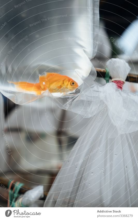Goldfisch in Plastiktüte am Marktstand Fisch Aquarium fangen Kauf kaufen Haustier verkaufen Marktplatz Kunststoff Tier gold Ökologie Paket Tasche klein