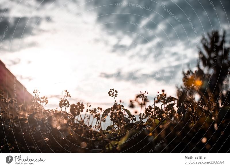 Herbstliches Blumenbeet im Gegenlicht Umwelt Himmel Wolken Schönes Wetter Pflanze Sträucher braun Sonnenlicht Reflexion & Spiegelung Lichtschein Sonnenstrahlen